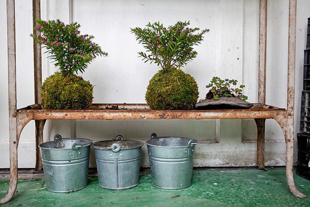 Kokedama: A Arte Japonesa no Seu Lar!