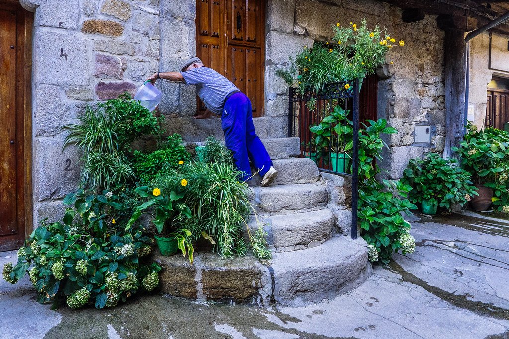 Proteger plantas do sol forte: sombra e posicionamento