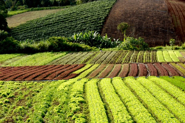 Hortaliças de Crescimento Acelerado Para Sua Horta