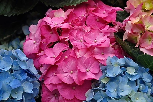 Como Mudar a Cor das Hortênsias e Transformar Suas Flores