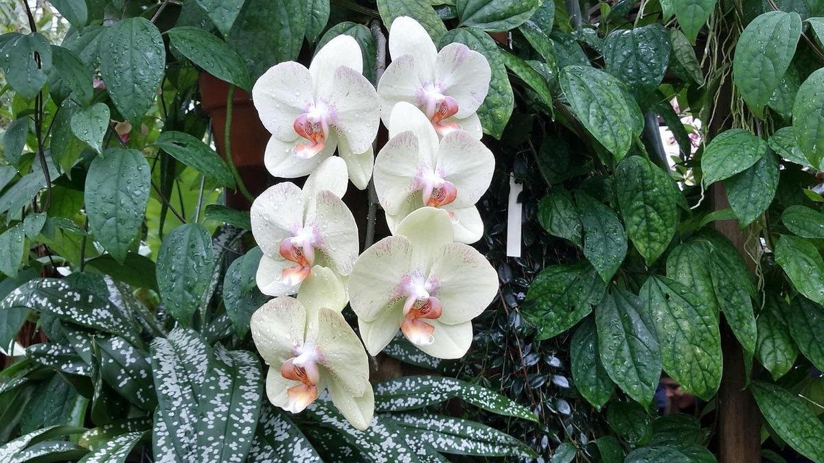 Orquídeas Phalaenopsis: Desvende o Segredo!