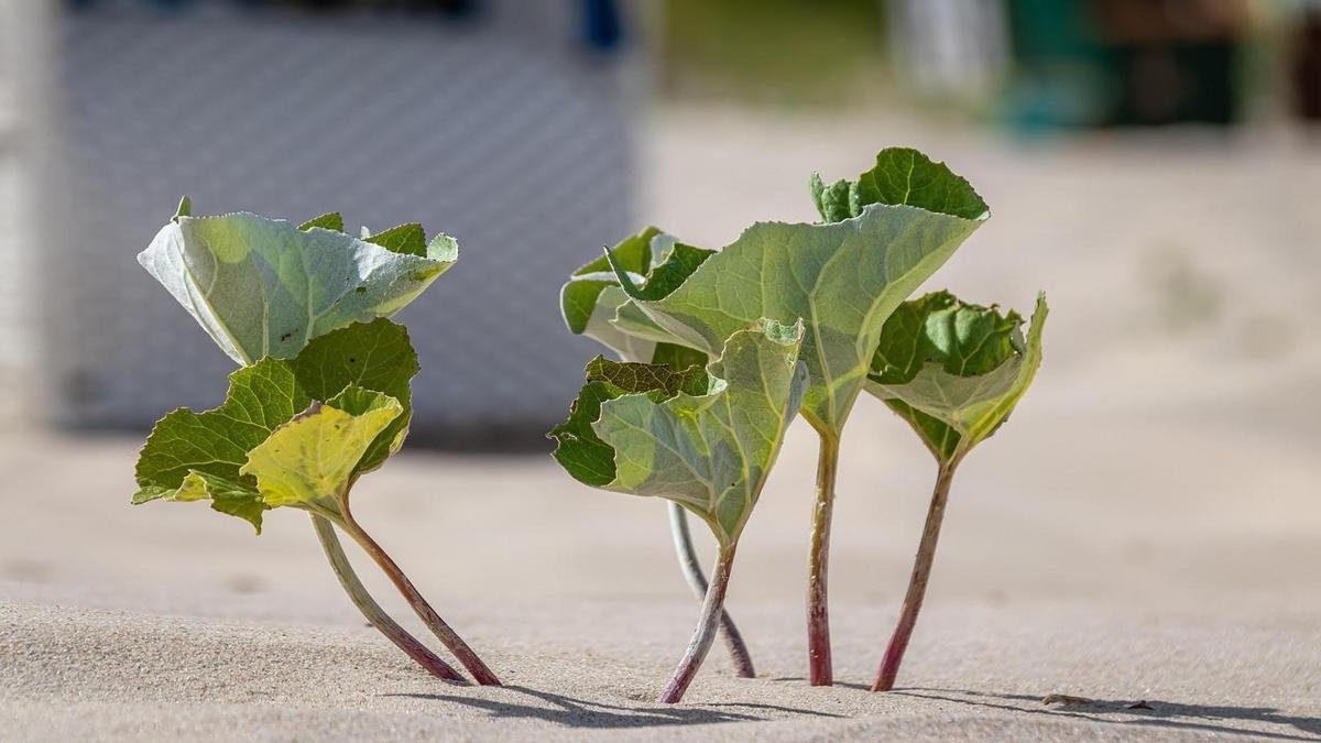 Conheça Plantas Resilientes Que São Fortes e Decorativas