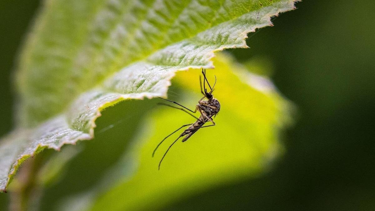 Plantas Que Afastam Mosquitos de Forma Natural