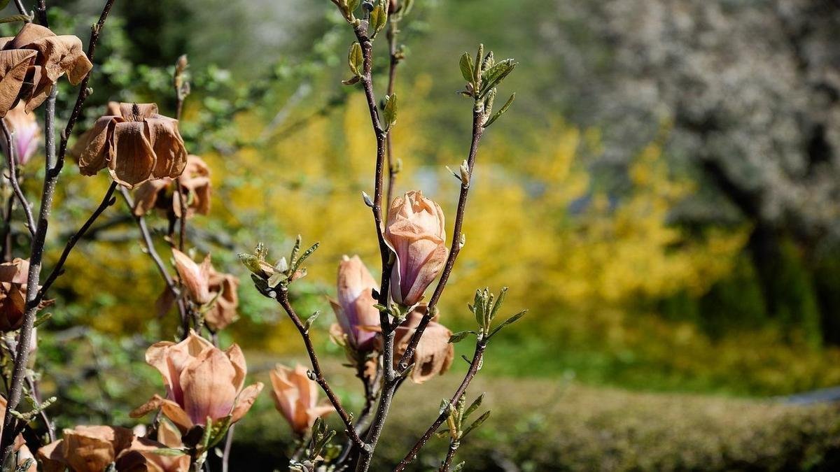 Plantas no Frio: Como Proteger e Manter Suas Folhas Vivas