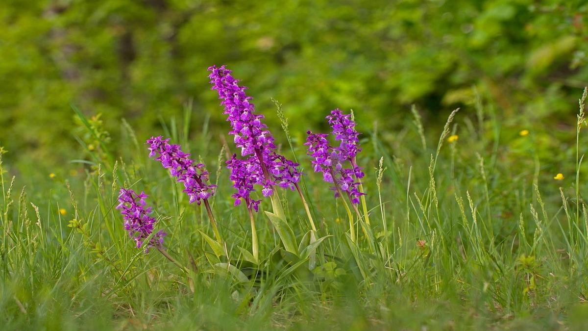 Floração Phalaenopsis dicas: estimular botões e prolongar as flores