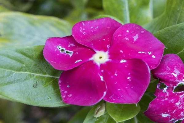 identifique-doencas-nas-suas-plantas