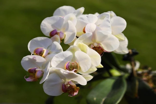 orquideas-phalaenopsis-desvende-o-segredo