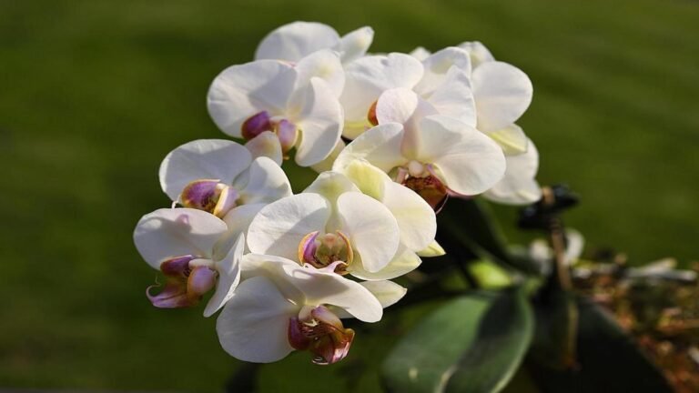 orquideas-phalaenopsis-desvende-o-segredo