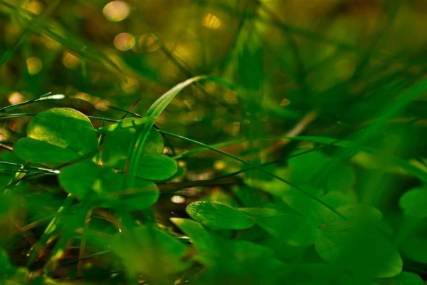 plantas-para-ambientes-sem-sol