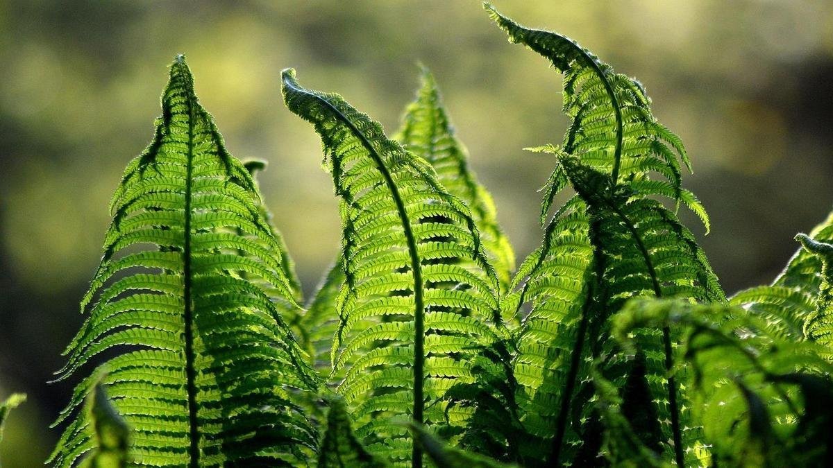 Plantas para Ambientes Sem Sol!
