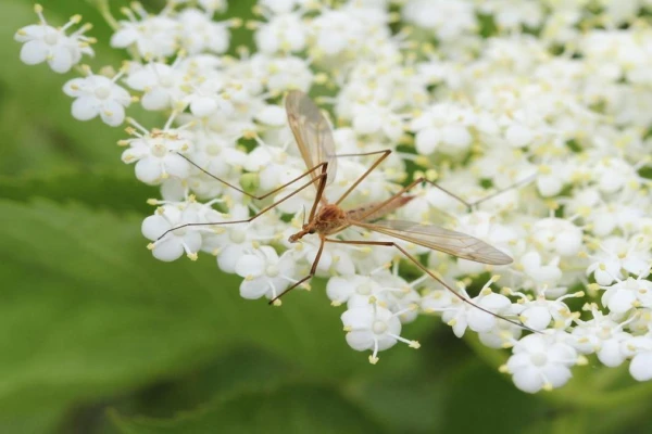 plantas-que-afastam-mosquitos