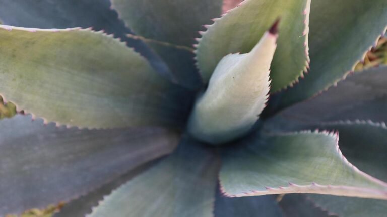 plantas-resilientes-fortes-e-lindas