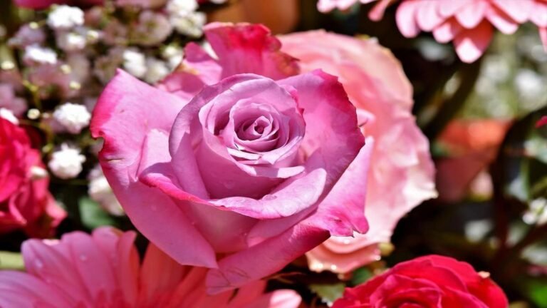 rosas-perfeitas-dicas-para-cultivar