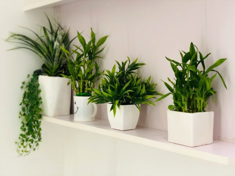 Plantas Para Decorar o Banheiro e Transformar o Ambiente