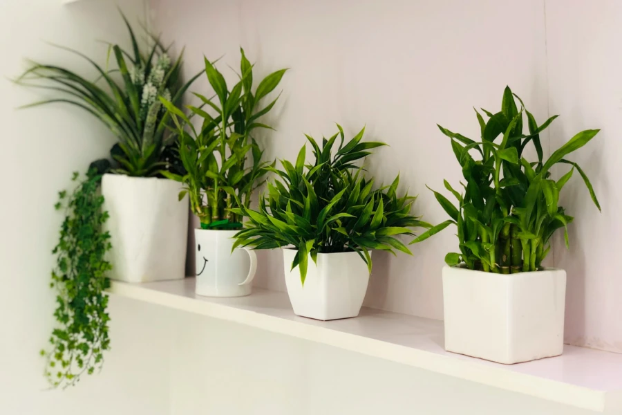 Plantas Para Decorar o Banheiro e Transformar o Ambiente