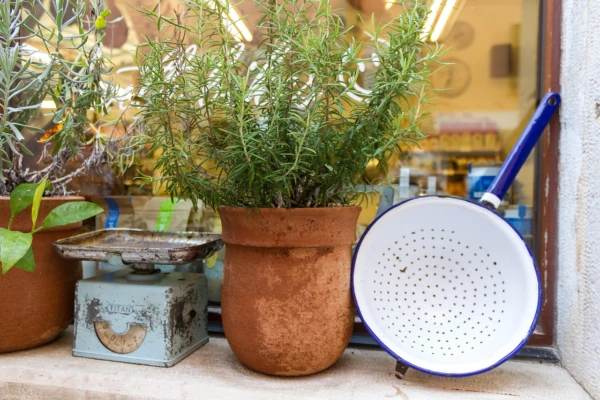 Plantas para decorar a cozinha