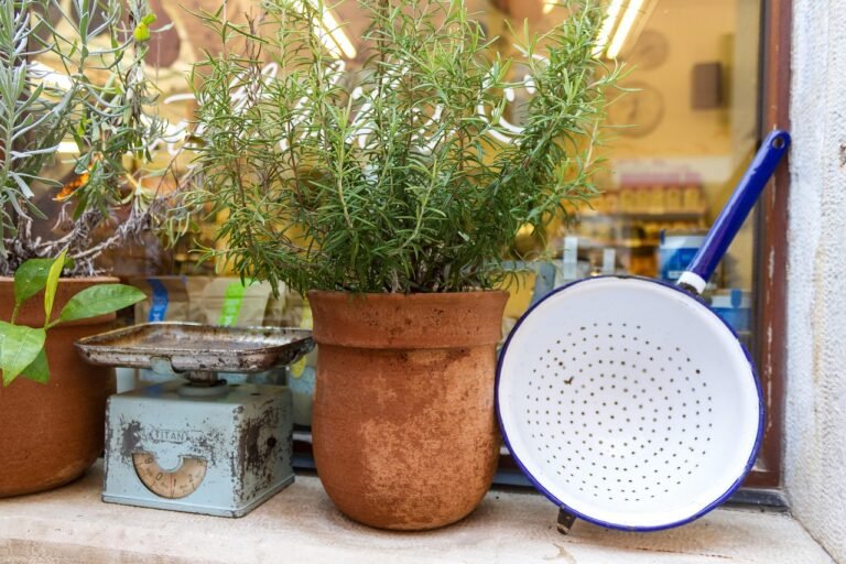 Plantas para decorar a cozinha
