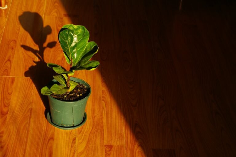 Plantas que amam luz indireta