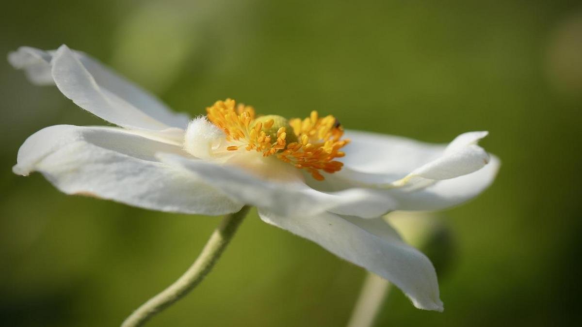 aromas-que-vem-do-jardim-incrivel