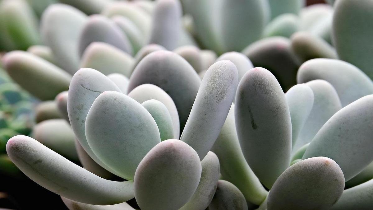 Benefícios da jardinagem sem flores: por que você deve escolher folhagens