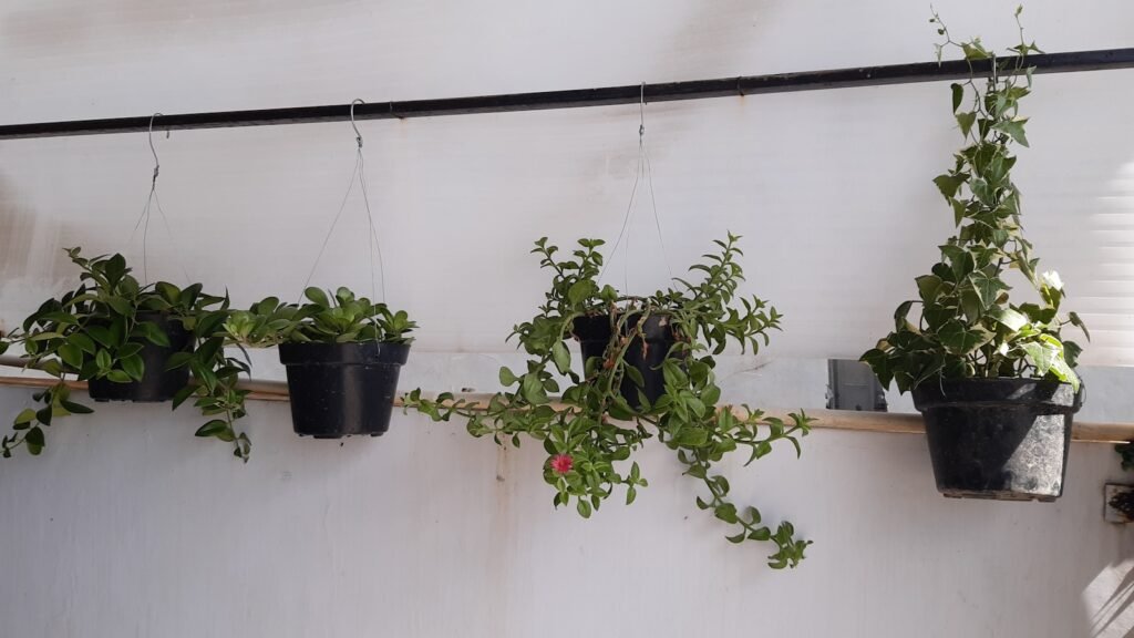 Plantas ideais para decorar o quarto e transformar seu ambiente