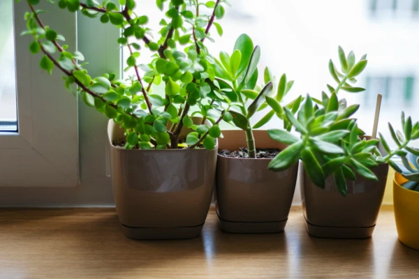 Plantas que reduzem o estresse
