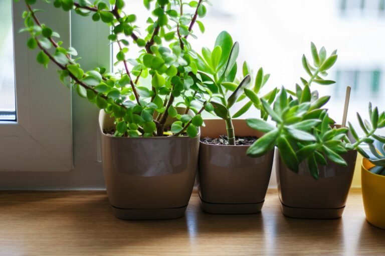 Plantas que reduzem o estresse