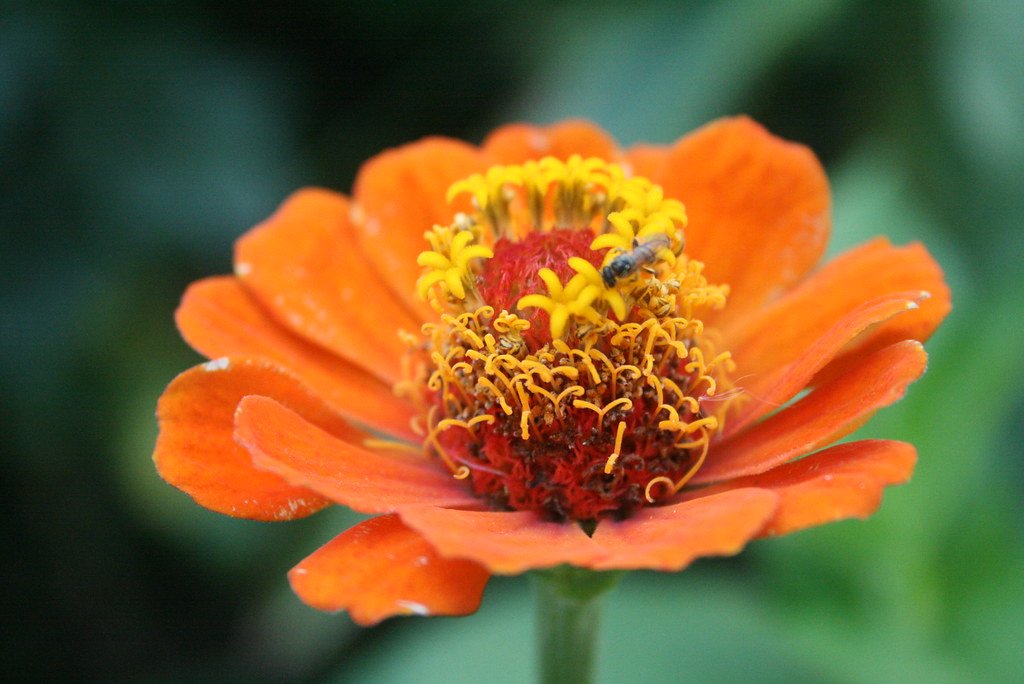 flor com cor laranja