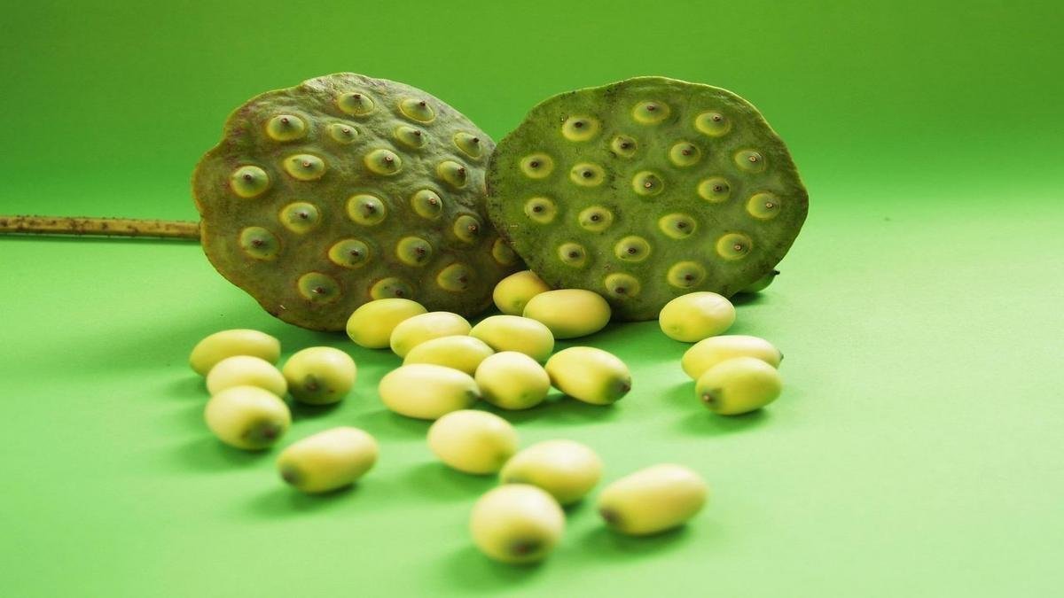 Como cuidar de plantas passo a passo: rega, luz e poda