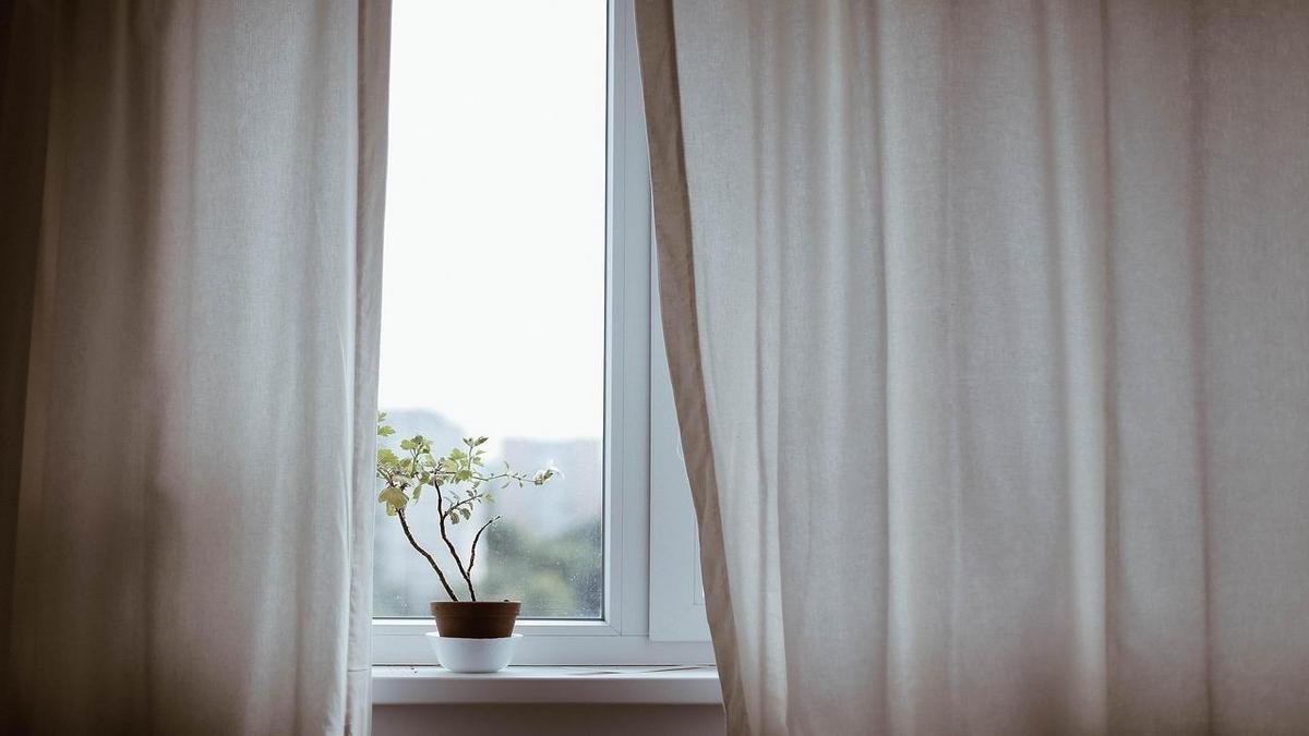 Plantas que amam luz indireta e se adaptam a qualquer ambiente