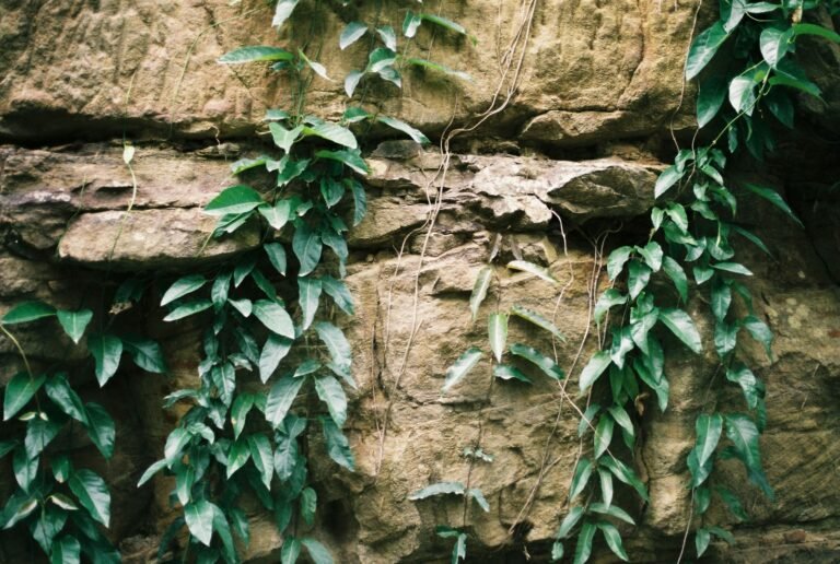 Trepadeiras: Dicas para Uma Decoração Verde Incrível