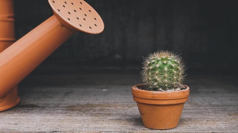 melhor-vaso-para-sua-planta-descubra