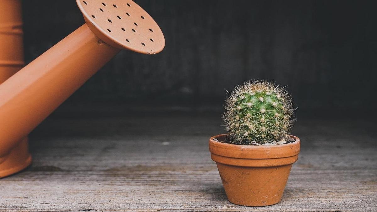 melhor-vaso-para-sua-planta-descubra