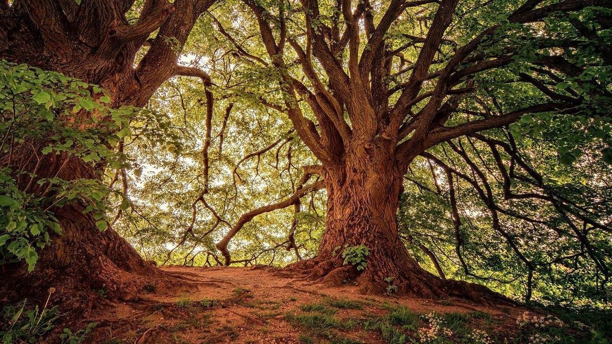Paisagismo com folhagens: como você cria textura e contraste sem flores