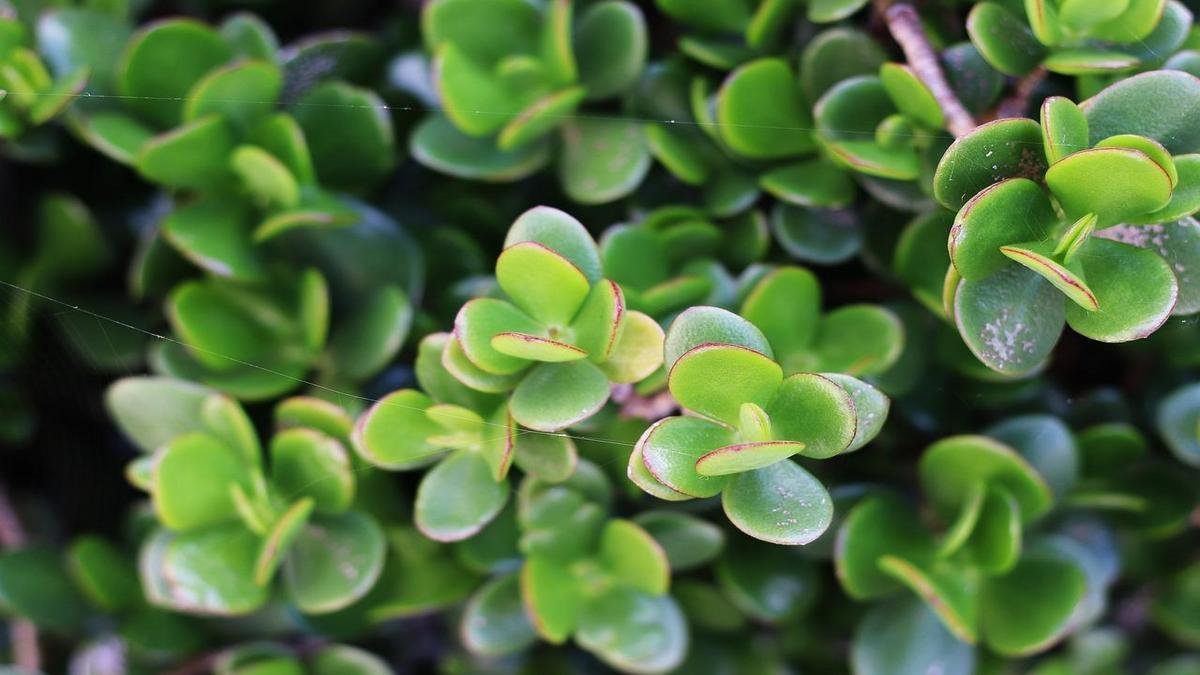 Plantas de interior tolerantes à falta de água e ideais para quem esquece