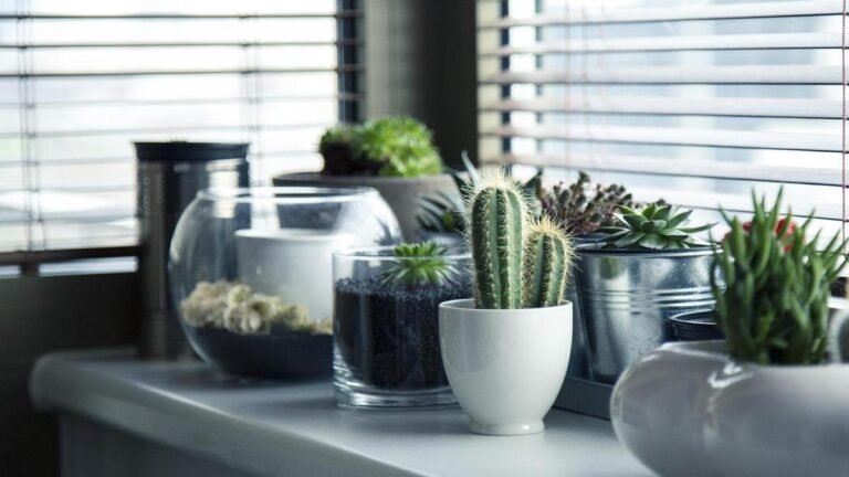 plantas-que-afastam-mas-vibracoes