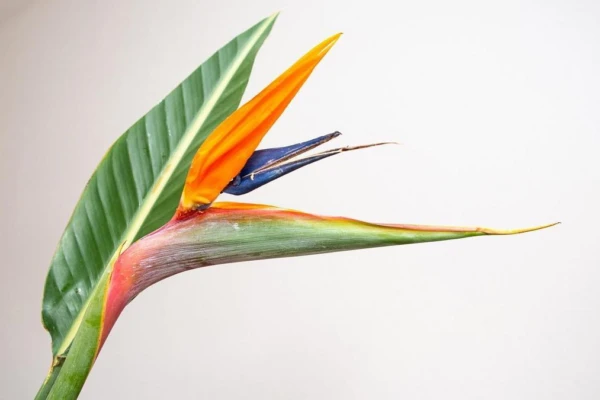 plantas-que-amam-umidade-veja-quais