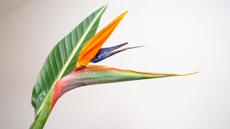 plantas-que-amam-umidade-veja-quais