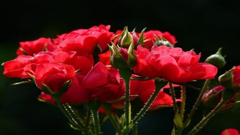 plantas-que-florescem-sem-parar
