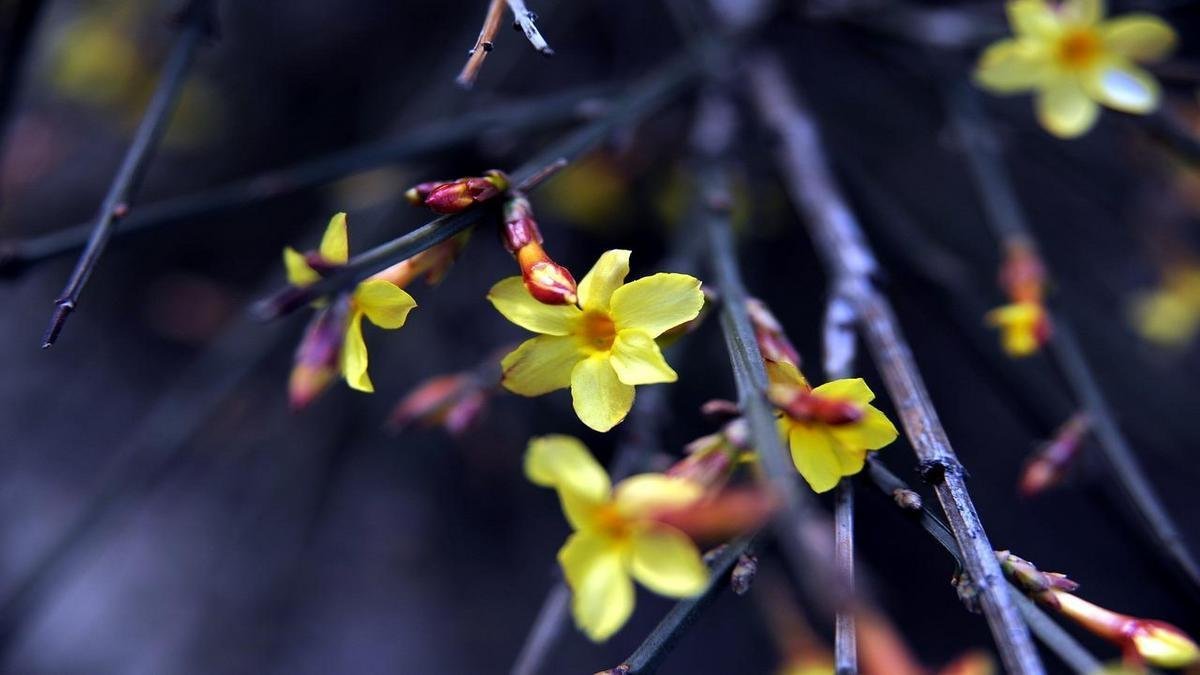 Propagação e renovação para garantir florada contínua