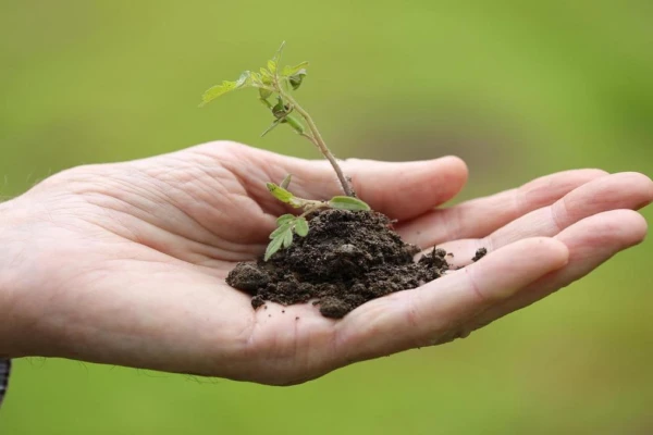 reviva-sua-planta-e-possivel
