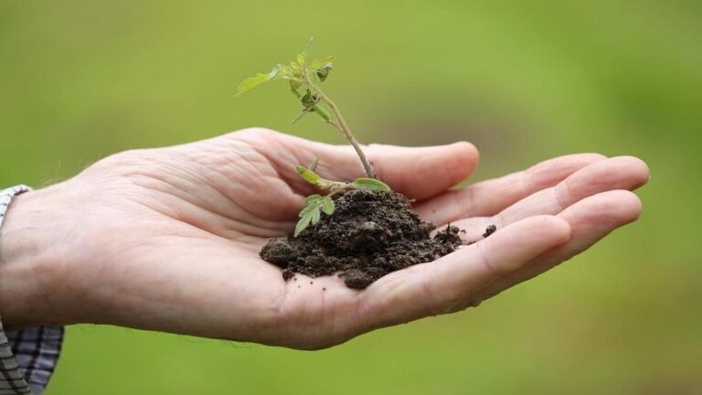 reviva-sua-planta-e-possivel