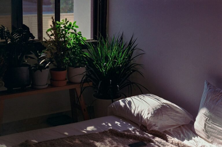 Plantas Que Melhoram o Sono
