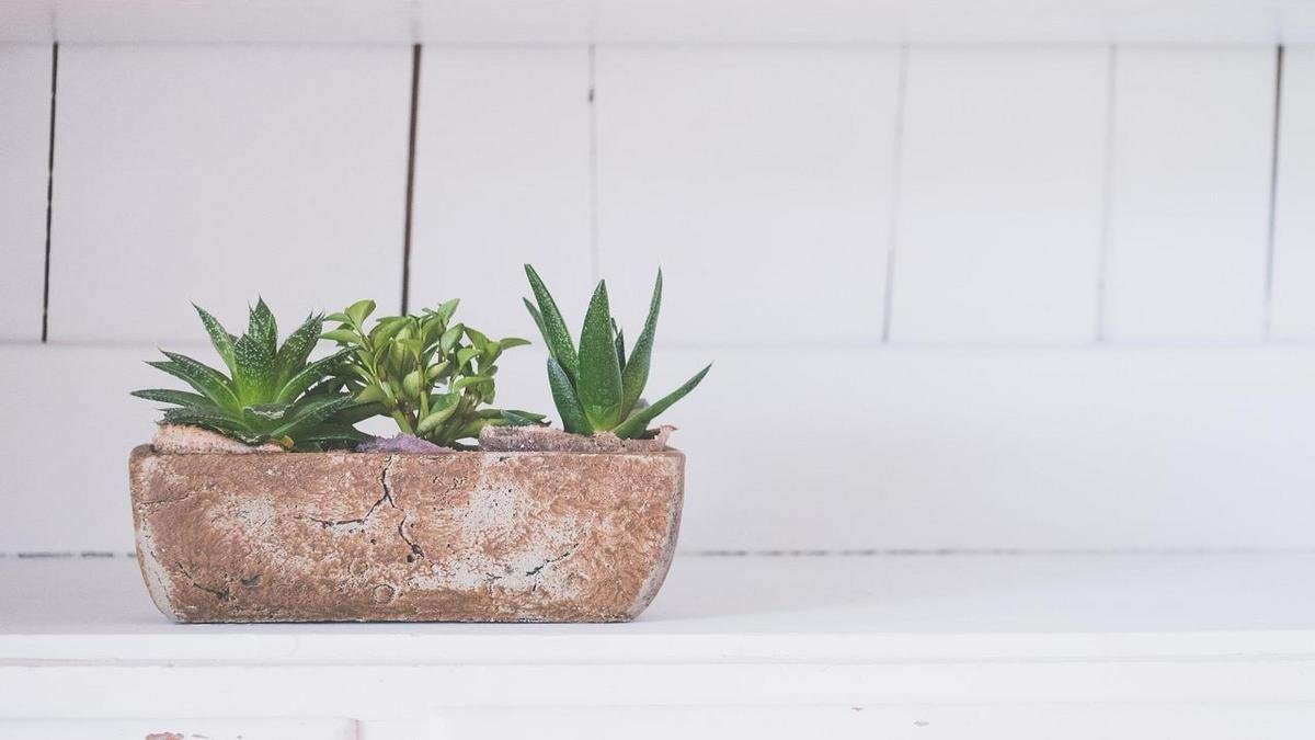 Suculentas que preferem luz indireta e samambaia e plantas pendentes para luz indireta