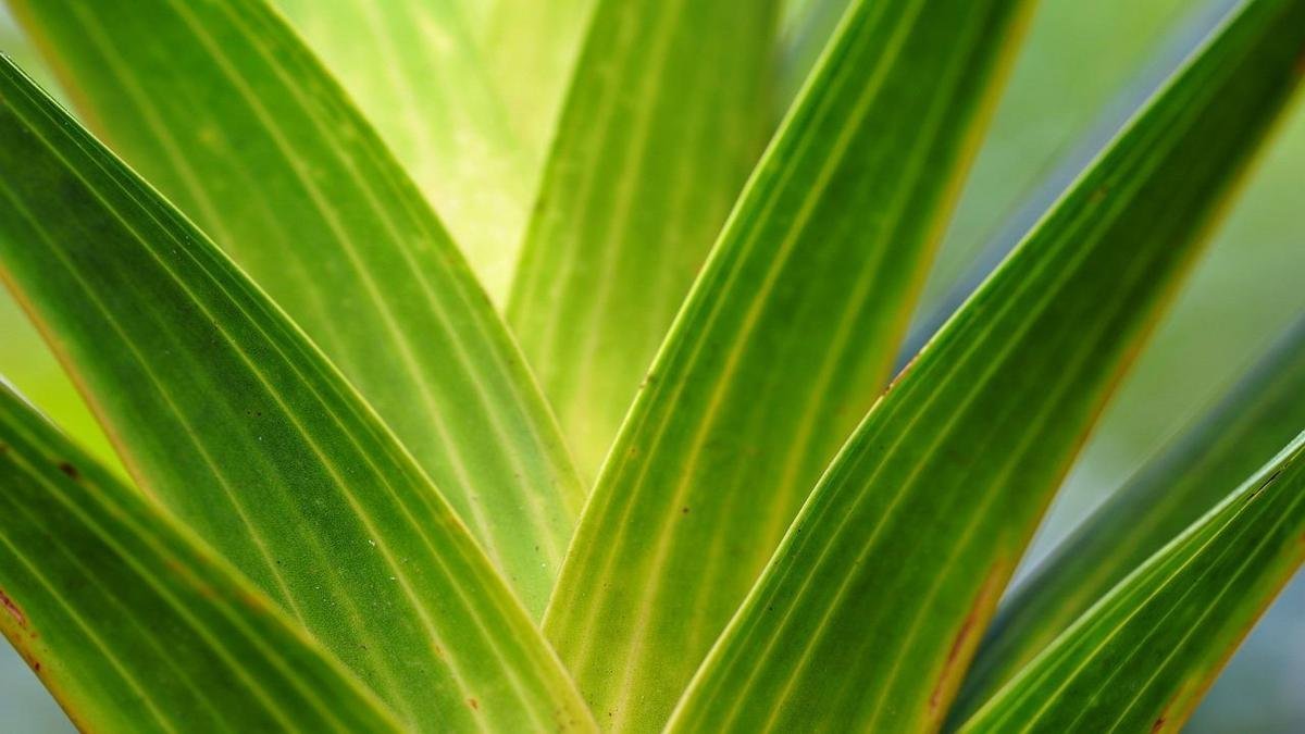 Folhagens lindas: descubra a beleza das plantas sem flores