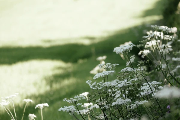 Jardim de Inverno