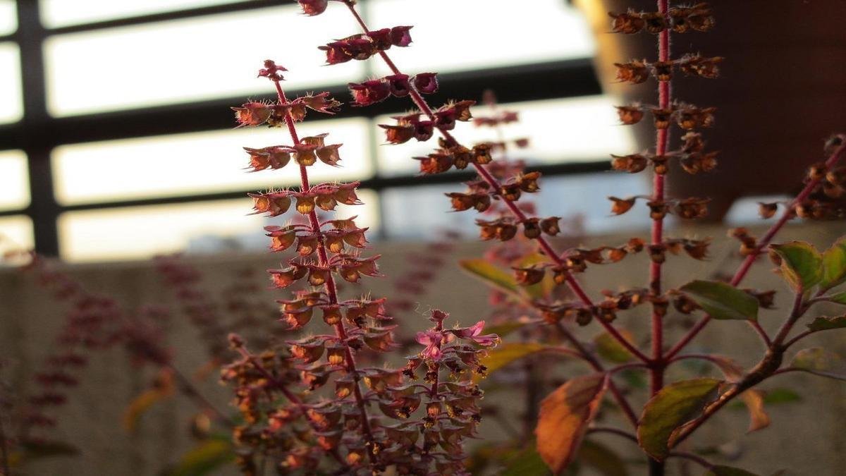 Use seus aromas do jardim em casa para cozinhar, perfumar e relaxar