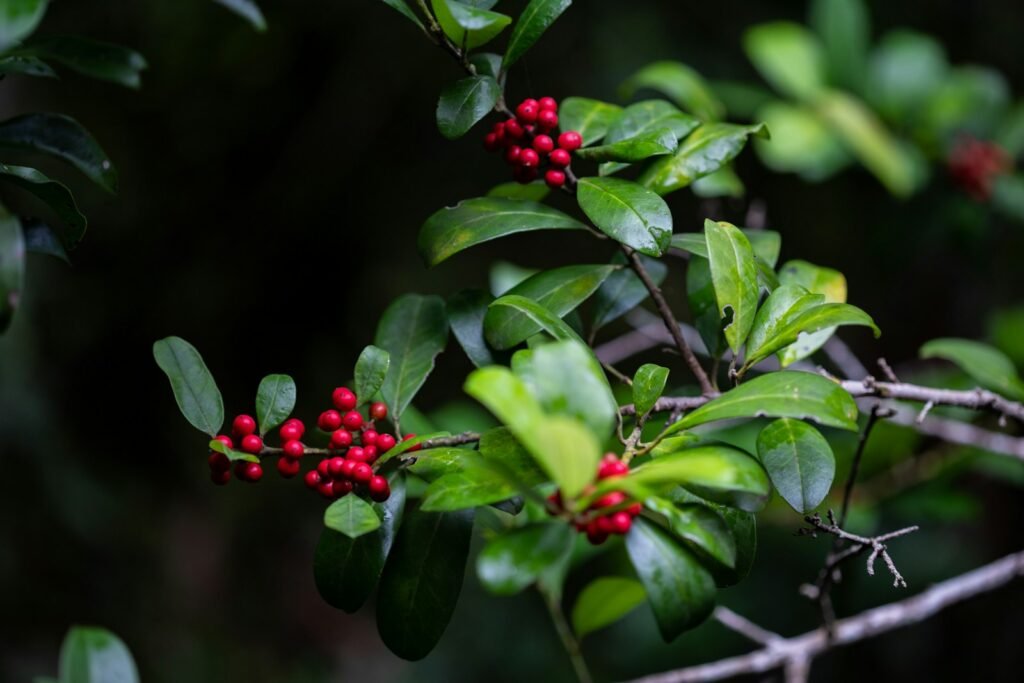Por que você deve valorizar as árvores nativas para a biodiversidade local