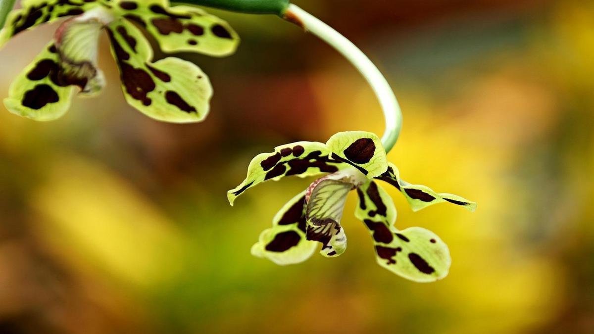Adubação para orquídeas floridas: o que usar e quando aplicar