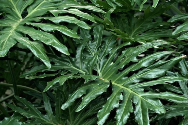 adubo-magico-plantas-incriveis